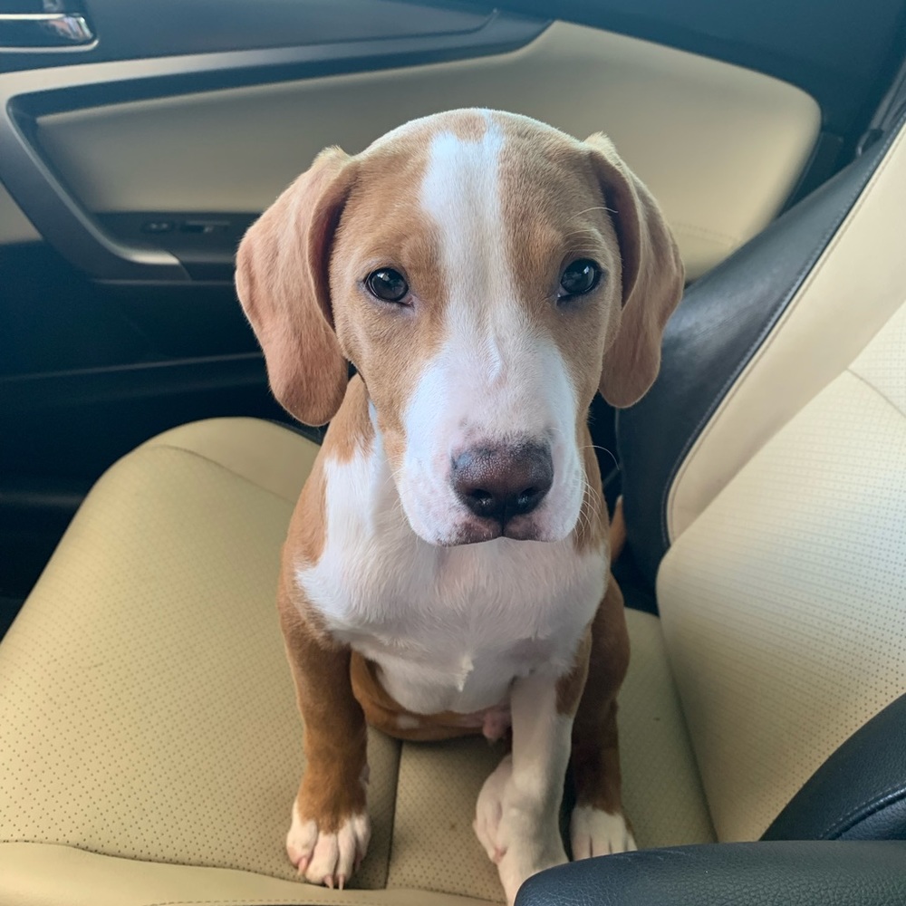 Meet your Posher, Desi